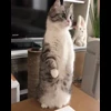 🌟 Эмодзи «» для Telegram
