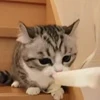 🤩 Эмодзи «» для Telegram