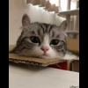 🌟 Эмодзи «» для Telegram