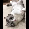 🌟 Эмодзи «» для Telegram