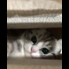 🐈 Эмодзи «» для Telegram