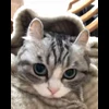 🐈 Эмодзи «» для Telegram