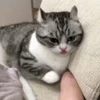 🌟 Эмодзи «» для Telegram