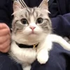 🐈 Эмодзи «» для Telegram