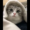 🌟 Эмодзи «» для Telegram