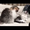 🤩 Эмодзи «» для Telegram