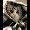 🐈 Эмодзи «» для Telegram