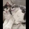 🤩 Эмодзи «» для Telegram