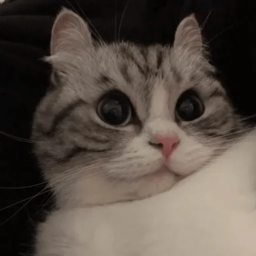 😍 Стикер «Komaru» для Telegram