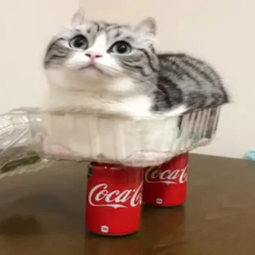 🥤 Стикер «Komaru» для Telegram