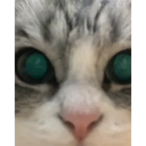 🤿 Стикер «Мемы с котиками» для Telegram