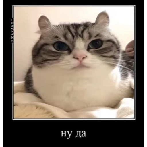 🤿 Стикер «Мемы с котиками» для Telegram