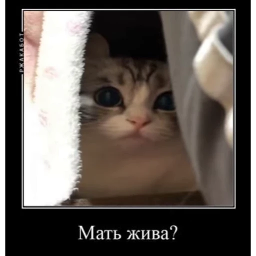 😘 Стикер «Мемы с котиками» для Telegram