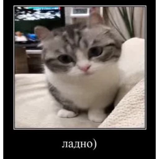 🤿 Стикер «KomaruBest» для Telegram