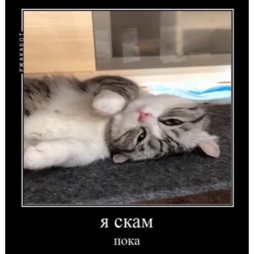 🤿 Стикер «KomaruBest» для Telegram
