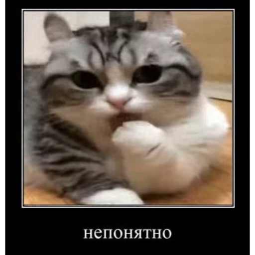🤿 Стикер «KomaruBest» для Telegram
