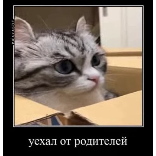 🤿 Стикер «KomaruBest» для Telegram