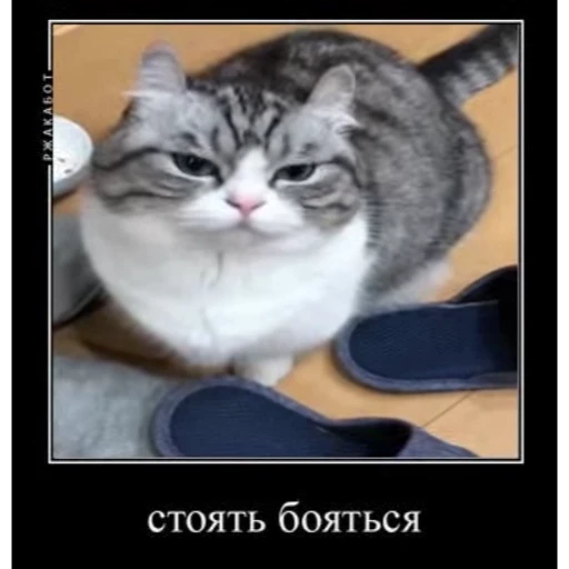 🤿 Стикер «KomaruBest» для Telegram