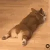 🐶 Эмодзи «Корги» для Telegram