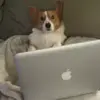 💻 Эмодзи «Корги» для Telegram