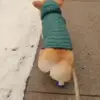 🍑 Эмодзи «Корги» для Telegram