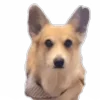 😏 Эмодзи «Корги» для Telegram