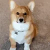 😉 Эмодзи «Корги» для Telegram