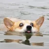 🤩 Эмодзи «Корги» для Telegram