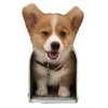 🤩 Эмодзи «Корги» для Telegram