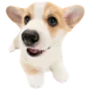 🐶 Эмодзи «Корги» для Telegram