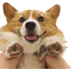 🤩 Эмодзи «Корги» для Telegram