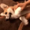 🐶 Эмодзи «Корги» для Telegram