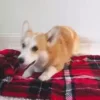 💤 Эмодзи «Корги» для Telegram