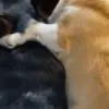 💤 Эмодзи «Корги» для Telegram