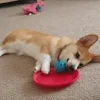 😑 Эмодзи «Корги» для Telegram