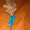 🐶 Эмодзи «Корги» для Telegram
