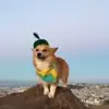 🐶 Эмодзи «Корги» для Telegram