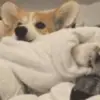 📺 Эмодзи «Корги» для Telegram