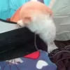 🍑 Эмодзи «Корги» для Telegram