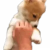 😏 Эмодзи «Корги» для Telegram