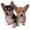🤩 Эмодзи «Корги» для Telegram