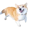 🤩 Эмодзи «Корги» для Telegram