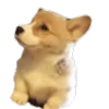 🐺 Эмодзи «Корги» для Telegram