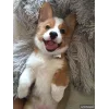🤩 Эмодзи «Корги» для Telegram