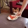 🍕 Эмодзи «Корги» для Telegram