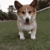 🐶 Эмодзи «Корги» для Telegram