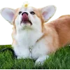 🤩 Эмодзи «Корги» для Telegram