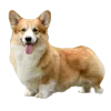 🤩 Эмодзи «Корги» для Telegram