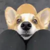 🥺 Эмодзи «Корги» для Telegram