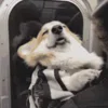 🐶 Эмодзи «Корги» для Telegram